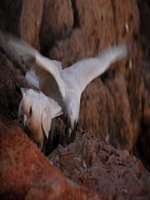 Wildlife