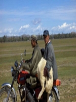 Tag 2 Schafstransport