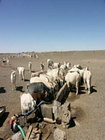 Wasser ist Leben im Gobi.