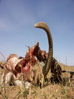 weshalb kreisen hier Geier